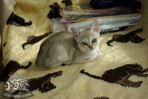 新加坡貓感冒如何治療 新加坡貓感冒治療方法