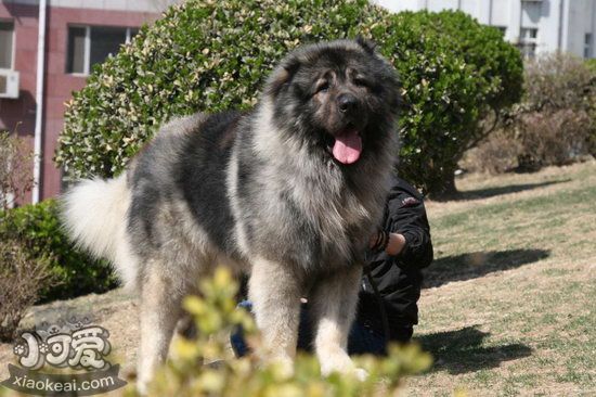 高加索犬毛發(fā)怎么打理 高加索犬毛發(fā)護(hù)理方法11