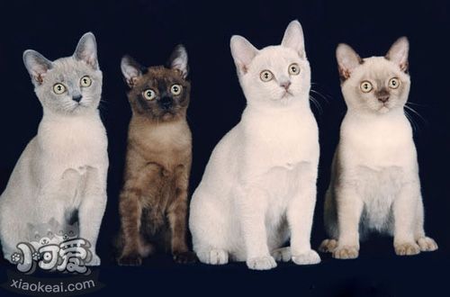 緬甸貓為什么抓人 被緬甸貓抓傷怎么處理