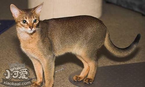 波米拉貓流感怎么治療 波米拉貓流感治療方法