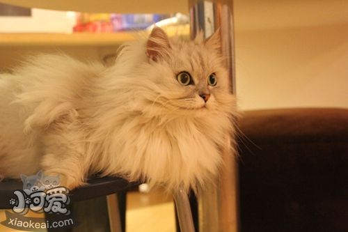 金吉拉貓身上有跳蚤怎么去除 跳蚤去除方法