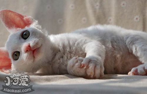 德文卷毛貓得了垂體腫瘤怎么辦 垂體腫瘤治療辦法