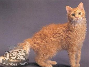 拉邦貓發(fā)燒怎么治療 拉邦貓發(fā)燒治療方法