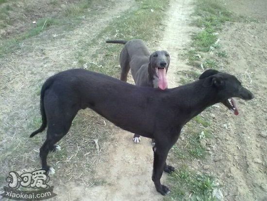 格力犬幼犬?dāng)嗄毯笤趺答B(yǎng) 靈緹犬幼犬?dāng)嗄毯笪桂B(yǎng)方法1