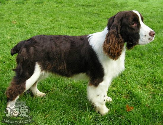 史賓格犬一天喂幾次 史賓格犬每天喂養(yǎng)注意事項(xiàng)1