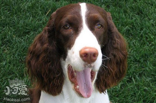 史賓格犬吃什么有營養(yǎng) 英國史賓格犬營養(yǎng)食物推薦1