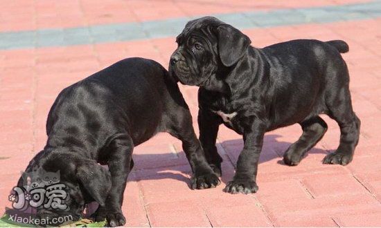 卡斯羅幼犬一天喂幾次 卡斯羅幼犬喂養(yǎng)心得1