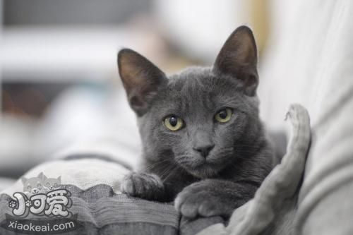 沙特爾貓脫毛怎么辦 沙特爾貓防止脫毛方法