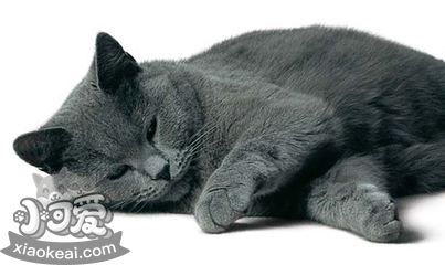 沙特爾貓尿結(jié)石怎么治療 尿結(jié)石治療方法