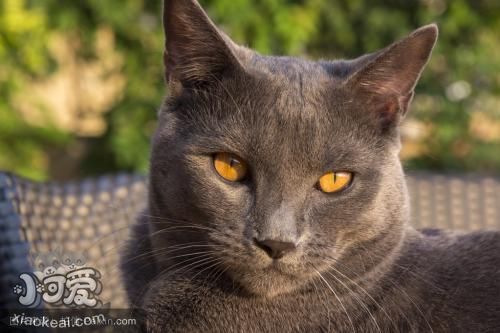 沙特爾貓排尿異常怎么辦 尿路感染原因