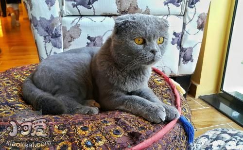 沙特爾貓感染泡翼線蟲(chóng)病有什么特征