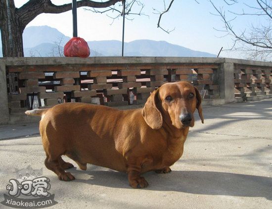 臘腸犬吃什么狗糧好 臘腸犬狗糧選擇推薦1