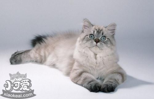 英國長毛貓有虱子怎么治療 英國長毛貓有虱子治療方法