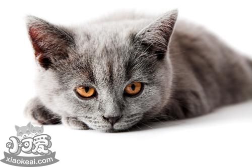 英國長毛貓便秘如何是好 便秘治療方法