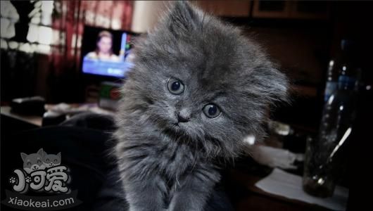 英國長毛貓怎么預(yù)防中暑 預(yù)防中暑方法