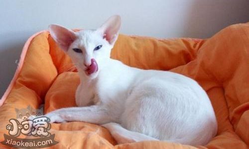 被東方貓抓傷怎么辦 東方貓抓傷處理方式