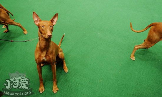 法老王獵犬怎么護(hù)理毛發(fā) 法老王獵犬毛發(fā)護(hù)理方法1