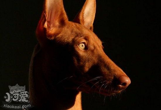 法老王獵犬運動要注意哪些問題介紹1