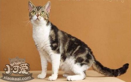 怎么判斷美國剛毛貓生病 生病判斷三大方法