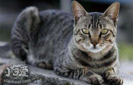 美國(guó)剛毛貓皮膚病怎么辦 美國(guó)剛毛貓皮膚病治療方法