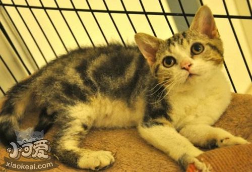 美國剛毛貓得了白血病怎么辦 白血病注意事項(xiàng)