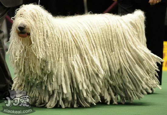 可蒙犬毛發(fā)怎么護(hù)理 可蒙犬毛發(fā)梳理修剪方法1