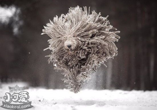 可蒙犬怎么洗澡 可蒙犬洗澡流程注意事項(xiàng)1