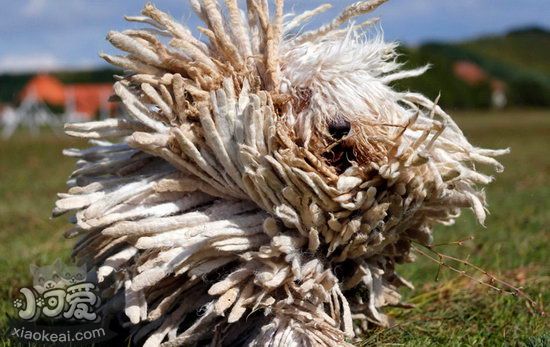 可蒙犬耳朵怎么清潔 可蒙犬耳朵護(hù)理方法1