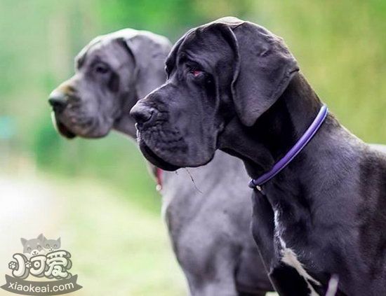 大丹犬毛發(fā)怎么梳理 大丹犬毛發(fā)梳理方法1