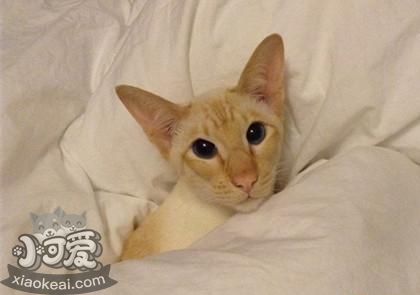 重點(diǎn)色短毛貓?jiān)趺聪郎I痕 淚痕消除方法