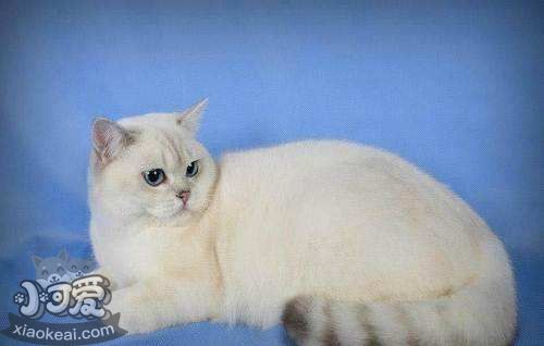 怎么預(yù)防重點色短毛貓尿道疾病 尿道疾病預(yù)防方法