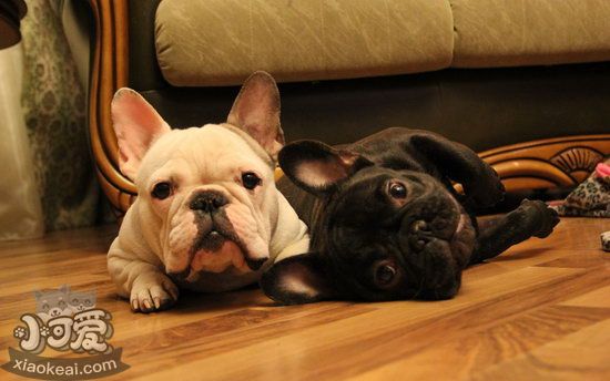 法國斗牛犬吃什么狗糧好 法斗狗糧選擇推薦1