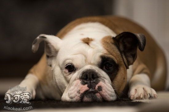 老年法斗怎么照顧 老年法國(guó)斗牛犬養(yǎng)護(hù)注意事項(xiàng)1