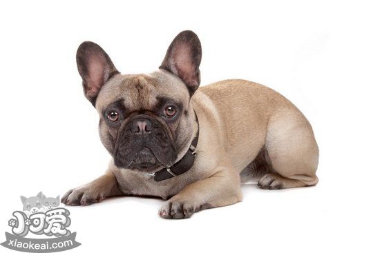 法國斗牛犬怎么養(yǎng) 法斗飼養(yǎng)方法1