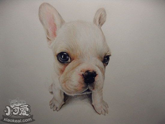 老年法斗怎么照顧 老年法國(guó)斗牛犬養(yǎng)護(hù)注意事項(xiàng)3