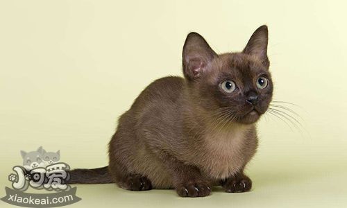 歐洲緬甸貓皮霉菌病怎么治療 皮霉菌病治療方法