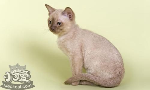 歐洲緬甸貓咳嗽怎么治療 歐洲緬甸貓咳嗽治療方法