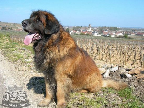 蘭波格犬耳朵怎么清潔 蘭波格犬耳朵清潔護(hù)理方法1