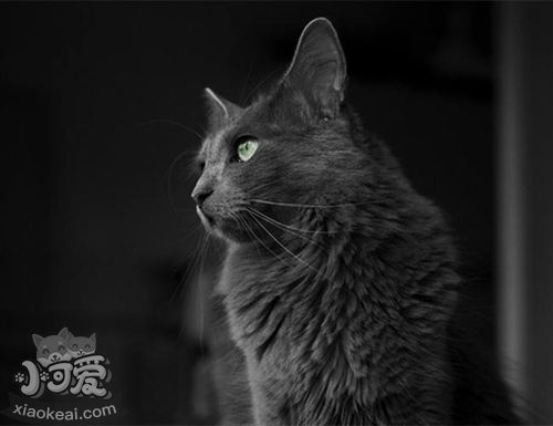 內(nèi)華達(dá)貓打噴嚏怎么回事 打噴嚏原因介紹