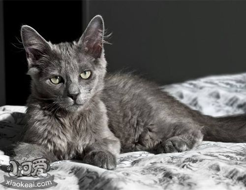 內(nèi)華達貓腸胃炎怎么治療 腸胃炎治療方法