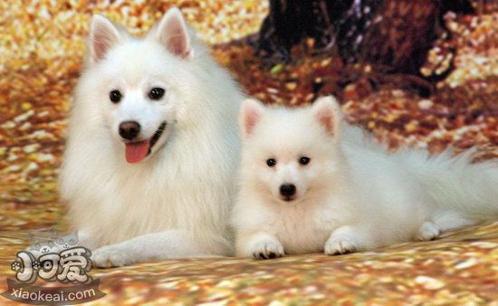 銀狐犬怎么洗澡 日本銀狐犬洗澡流程1