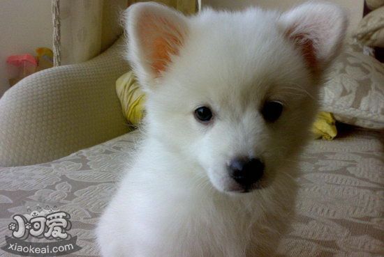 銀狐犬毛發(fā)怎么養(yǎng)護(hù) 銀狐犬毛發(fā)護(hù)理方法1