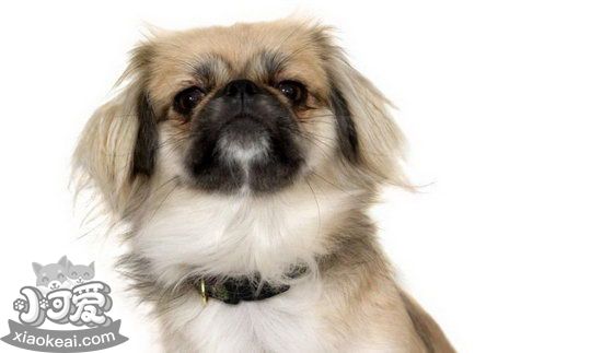 京巴犬幼犬?dāng)嗄毯笤趺礃?北京犬幼犬?dāng)嗄毯笪桂B(yǎng)方法1