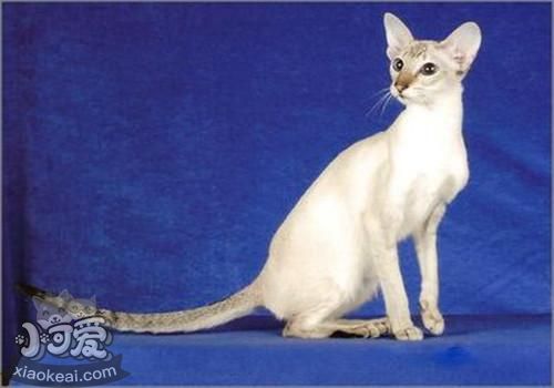 重點(diǎn)色短毛貓過(guò)敏有什么癥狀 重點(diǎn)色短毛貓過(guò)敏癥狀介紹