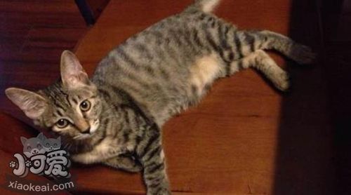 加州閃亮貓有關(guān)節(jié)病嗎 加州閃亮貓關(guān)節(jié)病治療