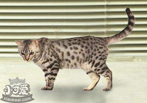 加州閃亮貓營養(yǎng)不良怎么辦 營養(yǎng)不良解決辦法