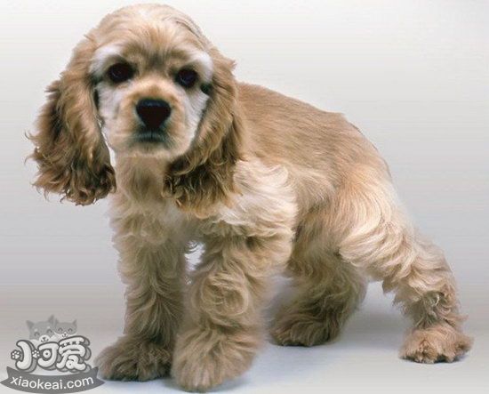 美國可卡幼犬怎么養(yǎng) 剛出生的美國可卡犬喂養(yǎng)方法2