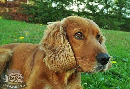 美國(guó)可卡犬怎么洗澡 美國(guó)可卡犬洗澡流程 1