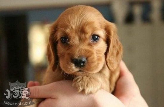 美國可卡幼犬怎么養(yǎng) 剛出生的美國可卡犬喂養(yǎng)方法1