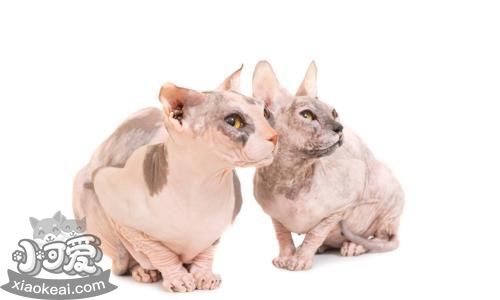 彼得禿貓耳朵發(fā)臭怎么回事 彼得禿貓耳朵發(fā)臭原因介紹